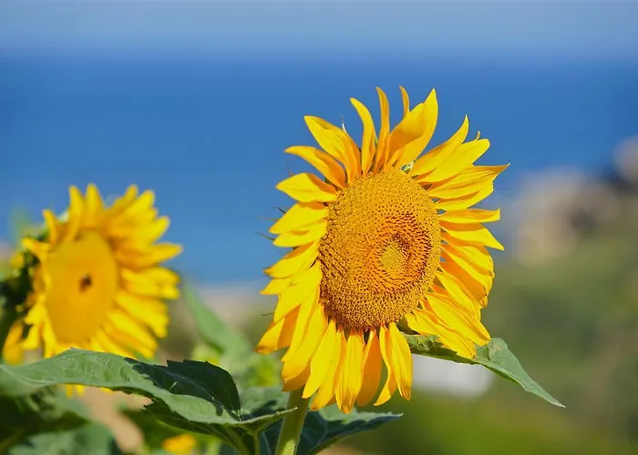 Petrino Gasthuis Ambrami