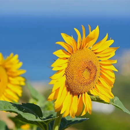 Petrino Guest house Ambrami